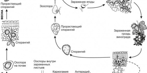Prerada grožđa u jesen protiv bolesti i štetočina, prije zaklona za zimu